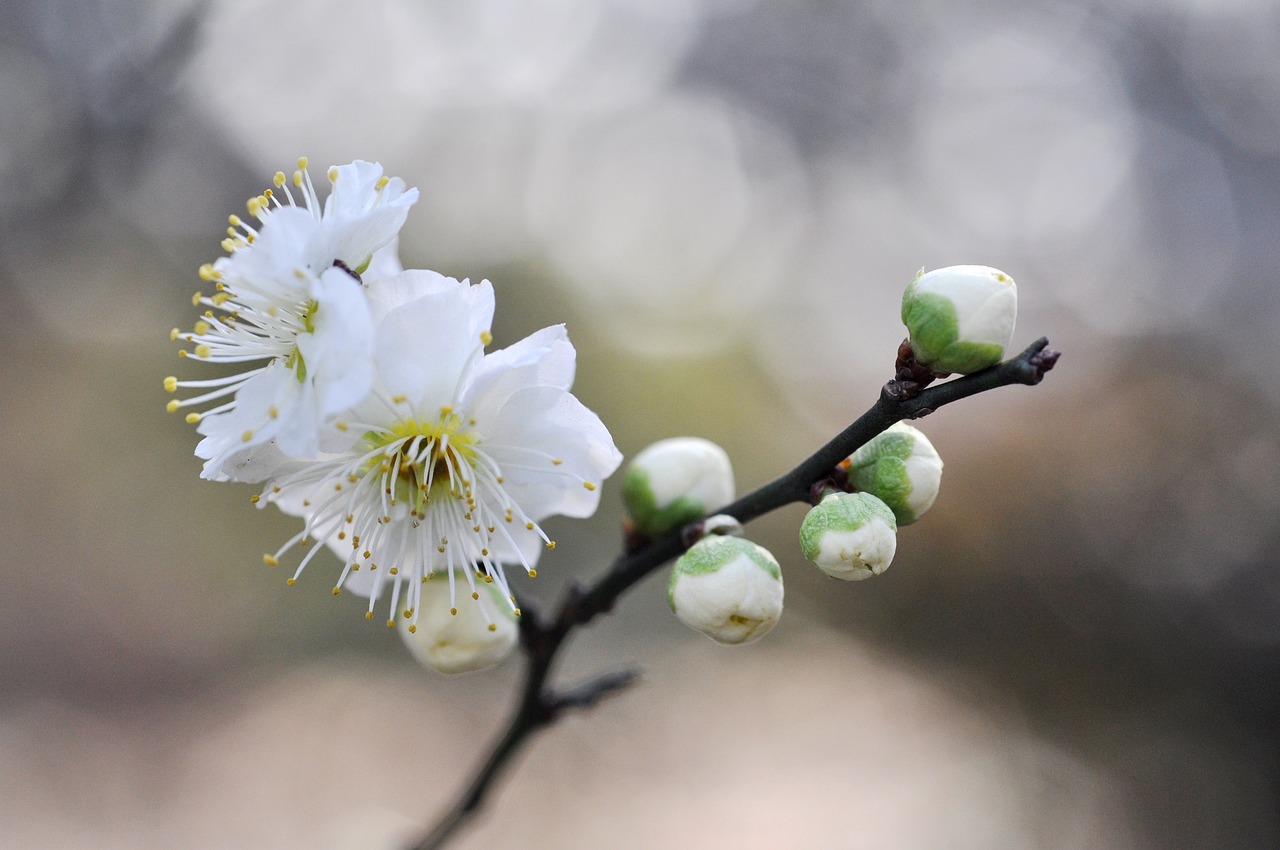 一八梅花二度开打一正确生肖，成语解释解义落实