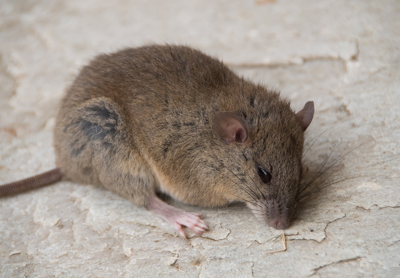 胆小如鼠是指什么生肖，词语落实