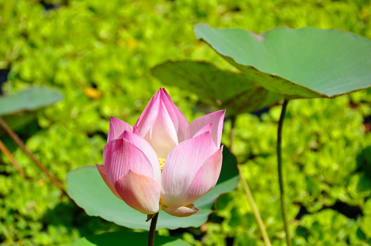桃花流水戏天涯是什么生肖，词语落实