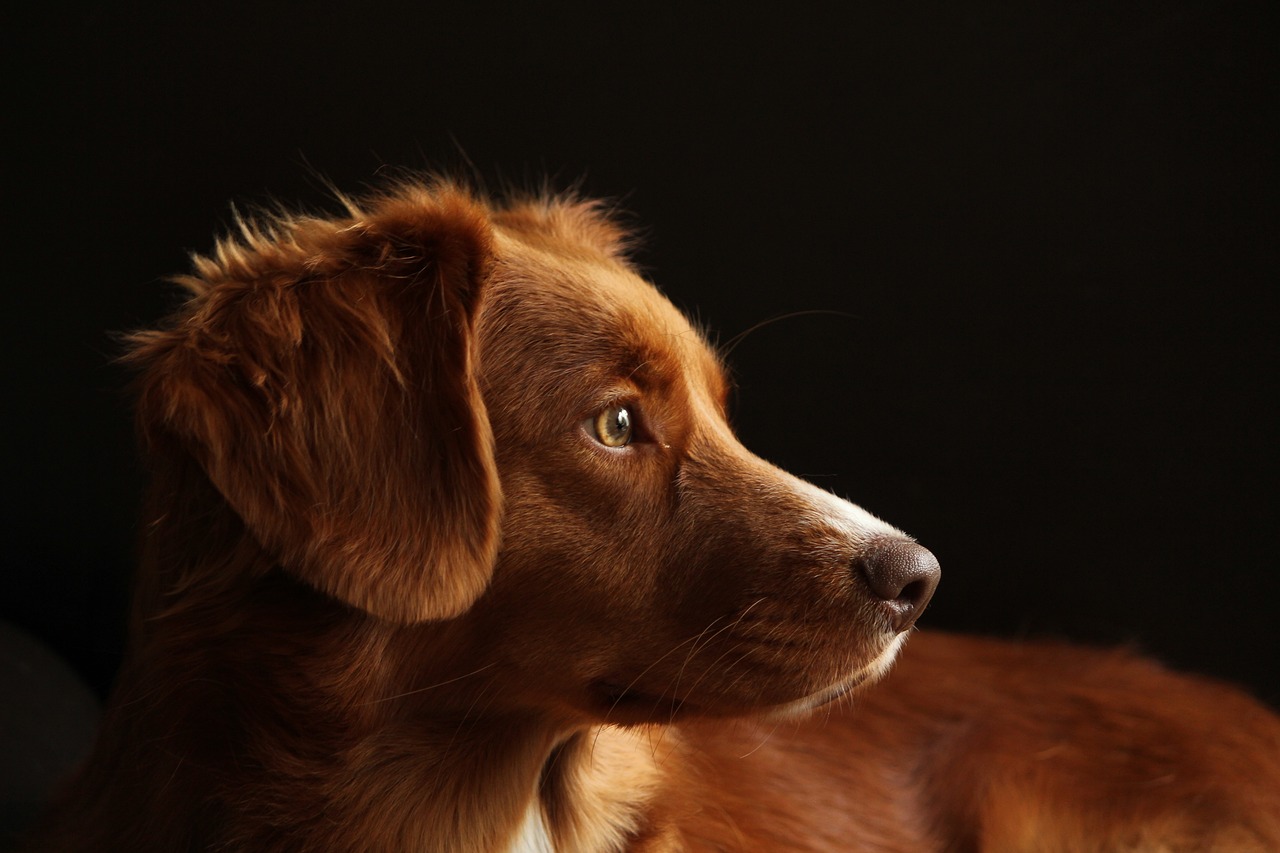 犬马之劳代表是指什么生肖，最佳作答落实