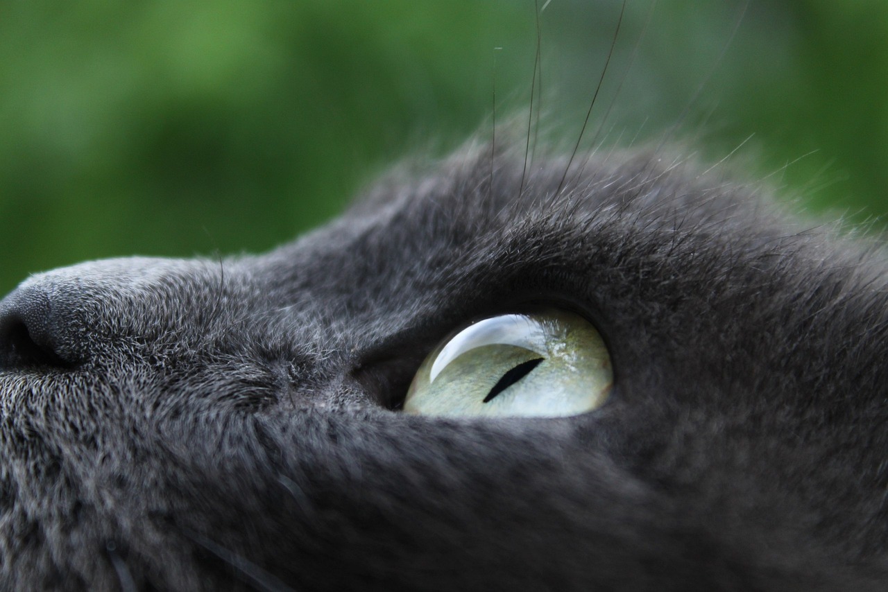 实拍合肥地震，监控下的惊魂瞬间，猫的反应揭示未知的恐惧