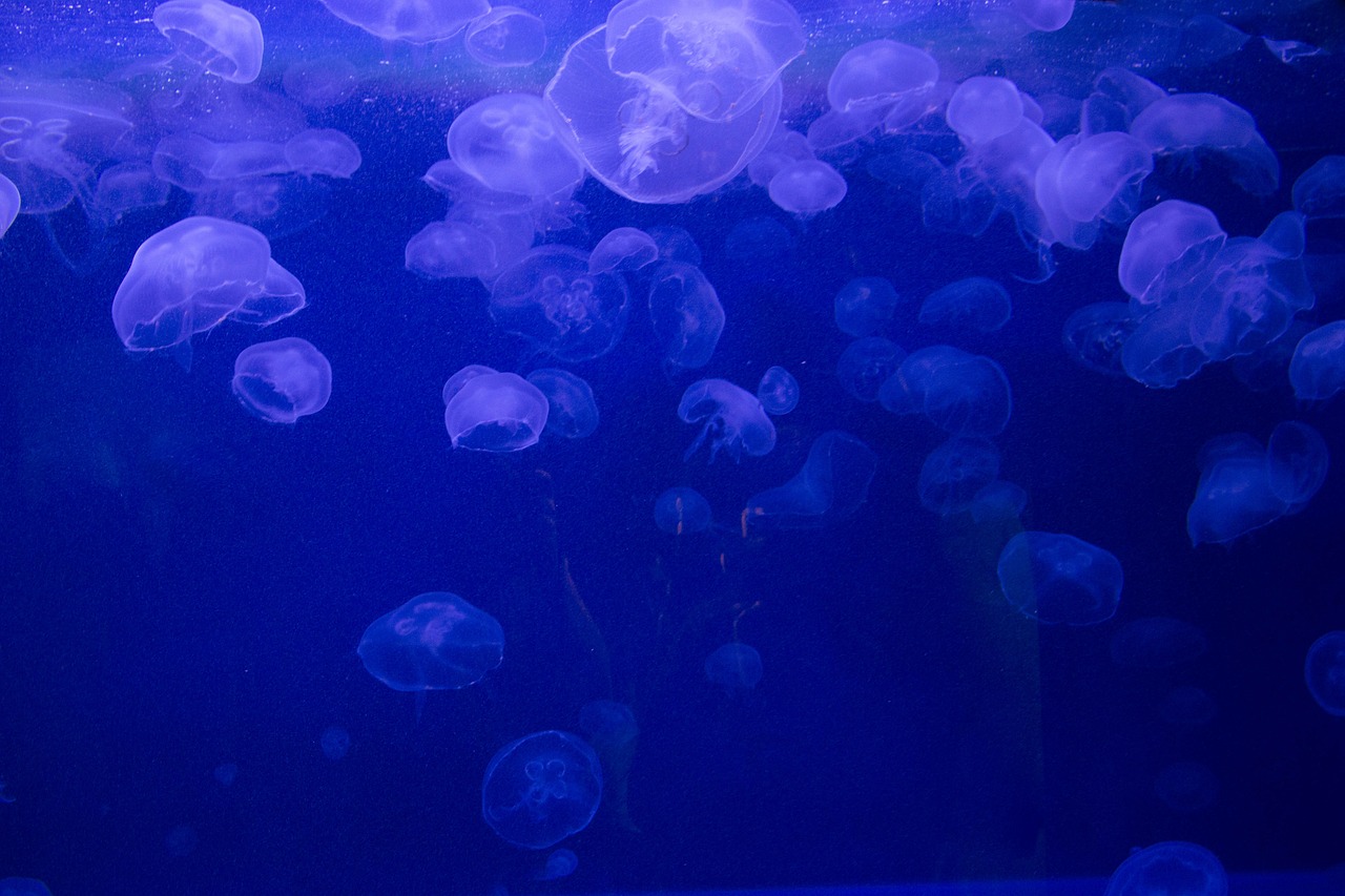 多地异常增水海水倒灌，应急响应迅速启动