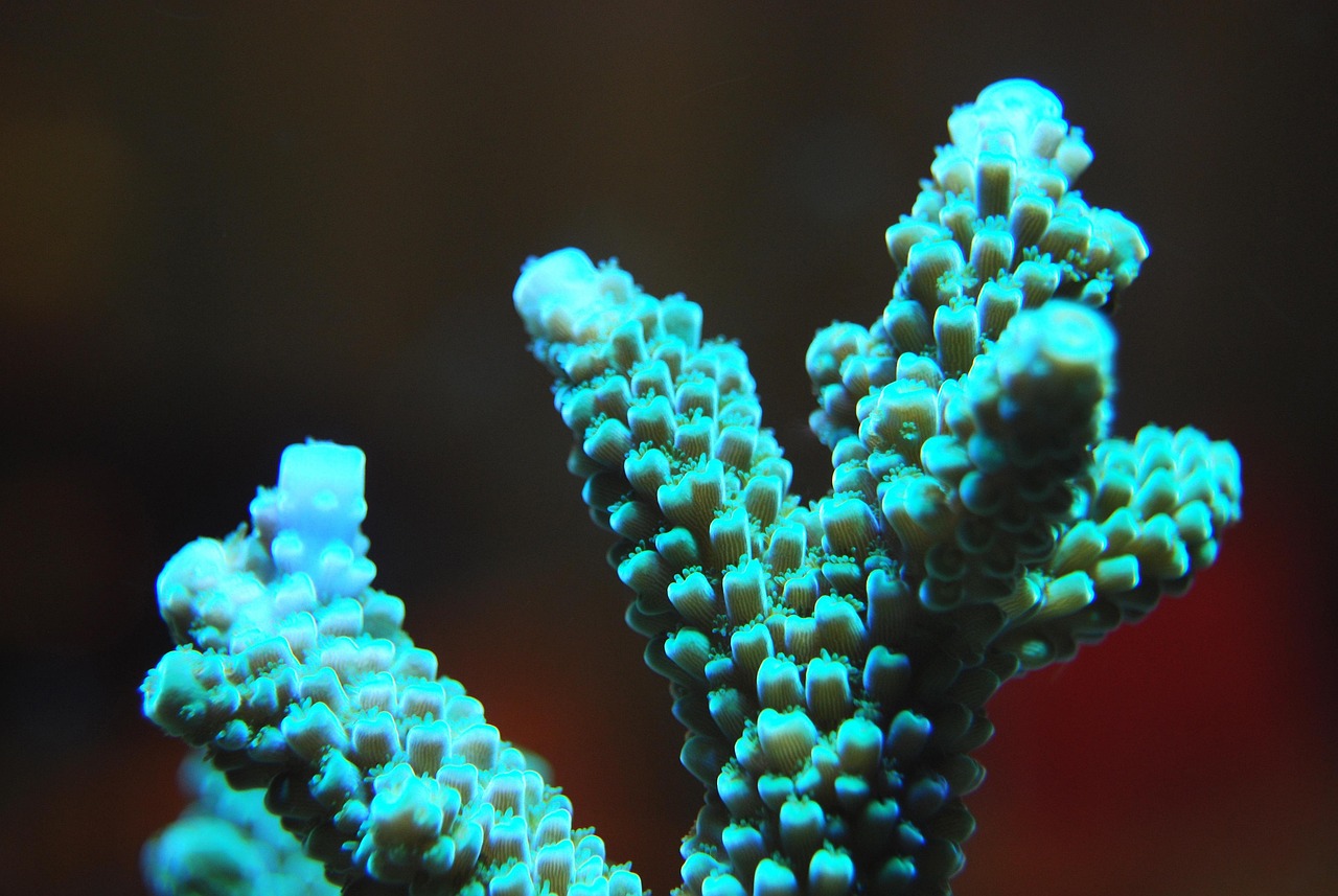 探秘海底世界——一场与海洋生物的亲密约会