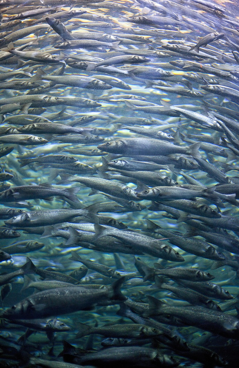探索水下世界的奇妙——走进水族馆