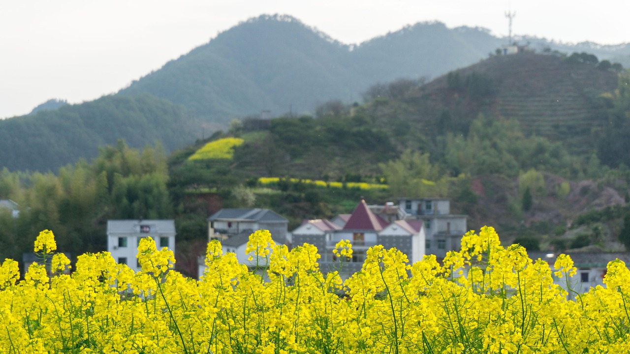 昆明5日游，探索春城之美，性价比超高的旅游团报价指南
