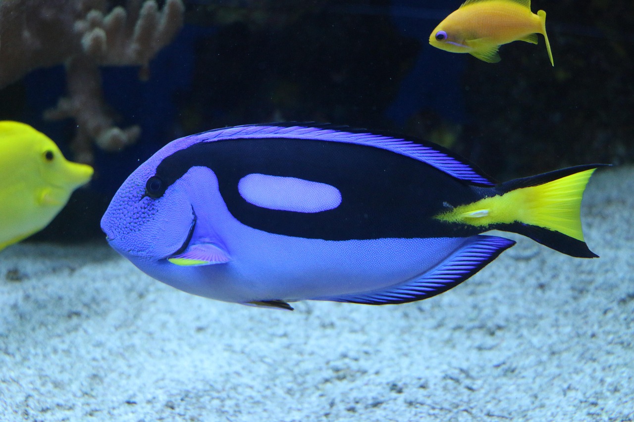 深圳海底世界海洋馆，探索深海奥秘，体验海洋生物的奇妙之旅