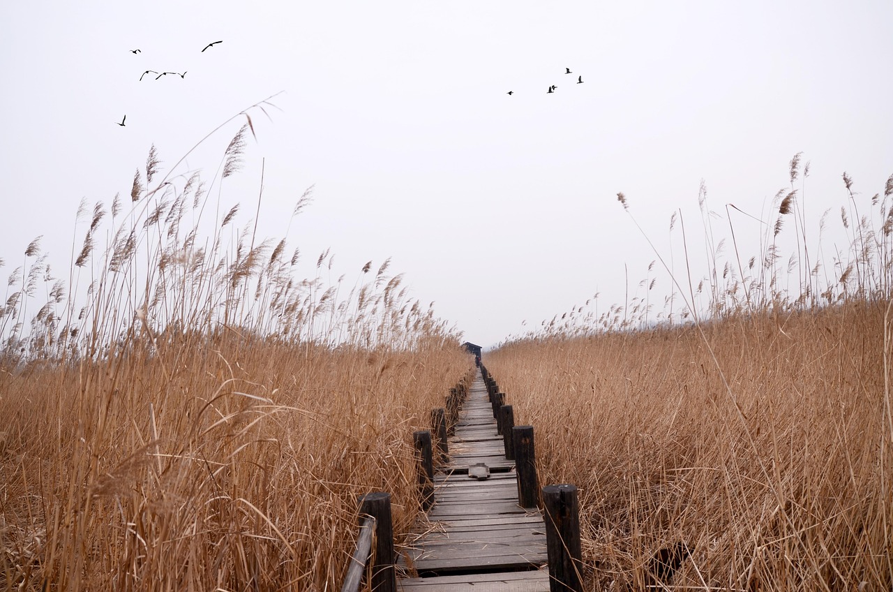 东营一日游，黄河入海的奇景与湿地生态的探秘