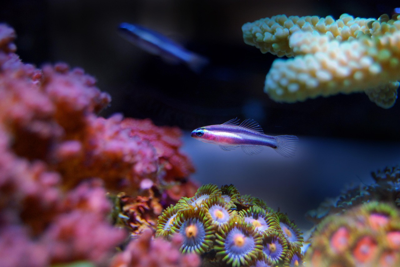 上海海洋水族馆，探索水下世界的奇妙之旅