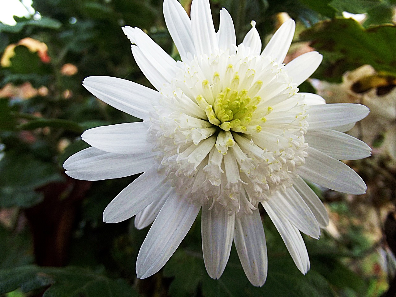 北京市市花月季与菊花：双花绽放背后的文化密码与城市记忆