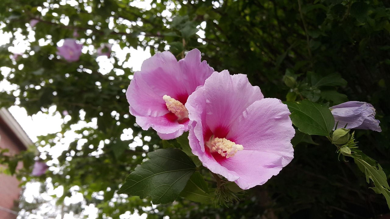 北京市市花月季与菊花：打造城市文化新体验，让生活更美好便捷