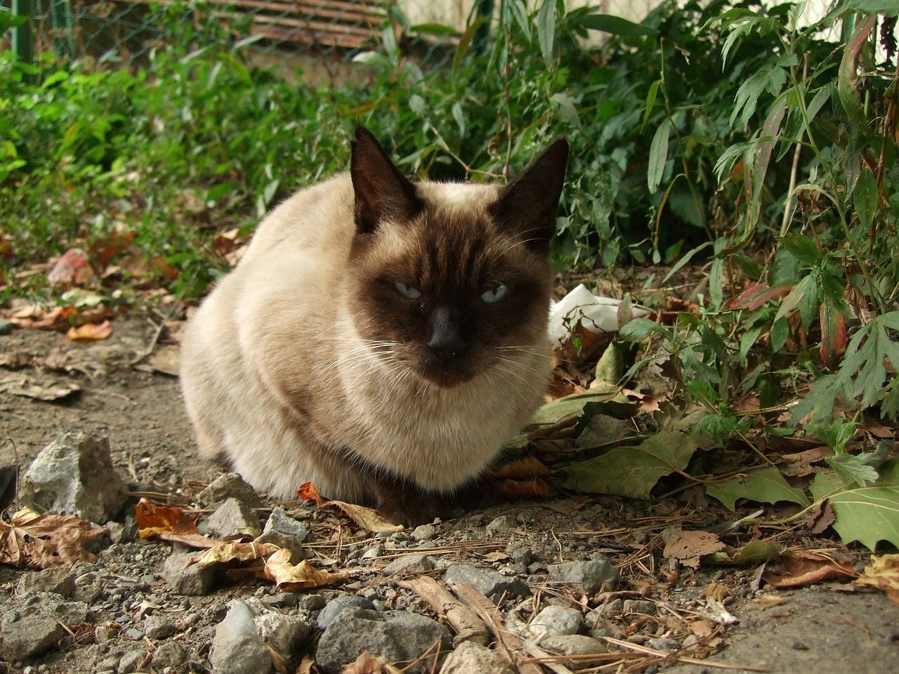 日本猫岛旅游全攻略：探索猫咪天堂的交通、住宿与最佳季节