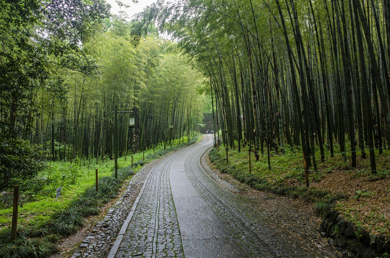 西湖春天旅游攻略：春日赏花游湖摄影美食全指南，轻松享受最美江南春色