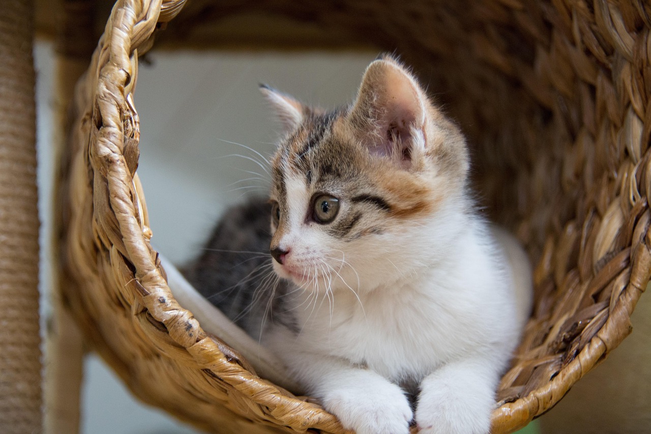 熊猫的介绍：揭秘国宝的奇妙世界，带你轻松了解它的生活习性