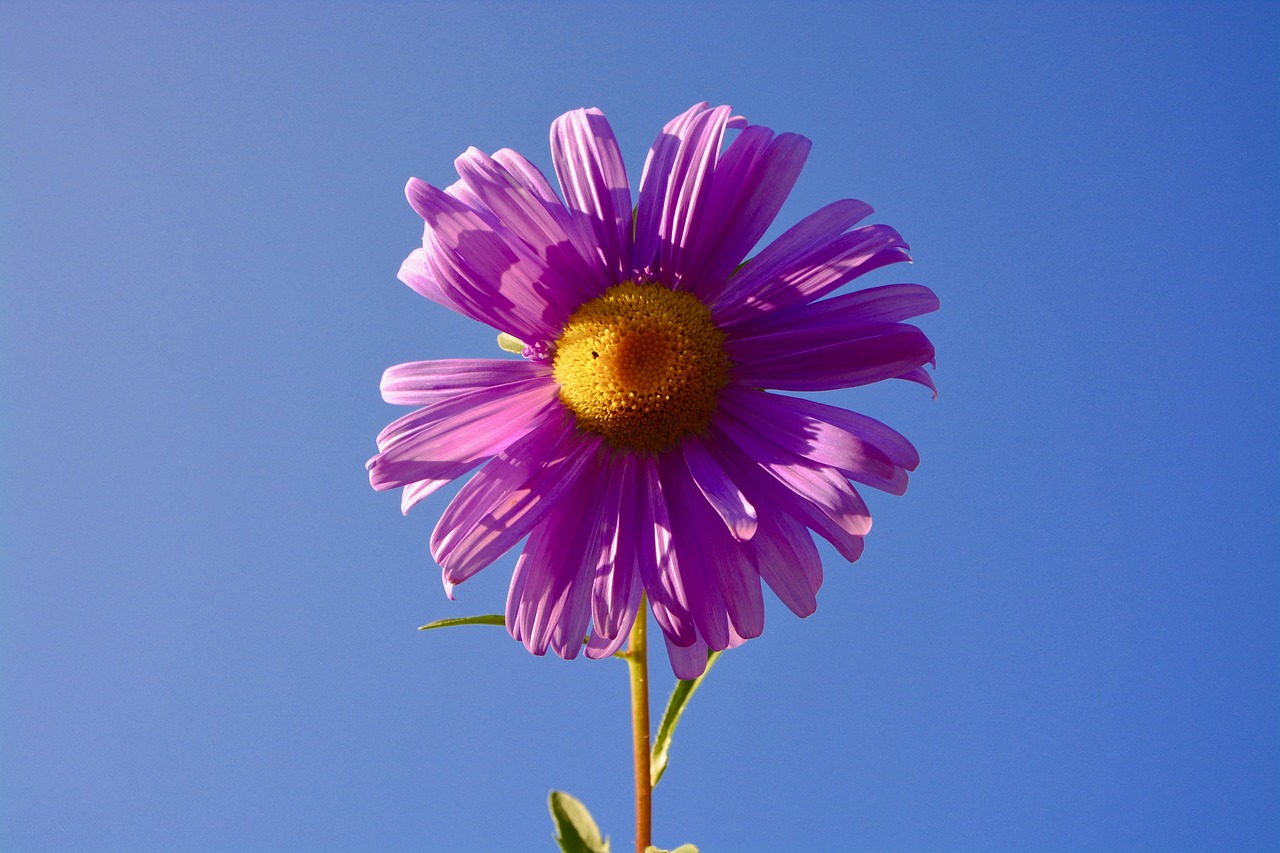 三秋桂子：揭秘秋季持续开花的桂花变种，轻松掌握种植养护技巧