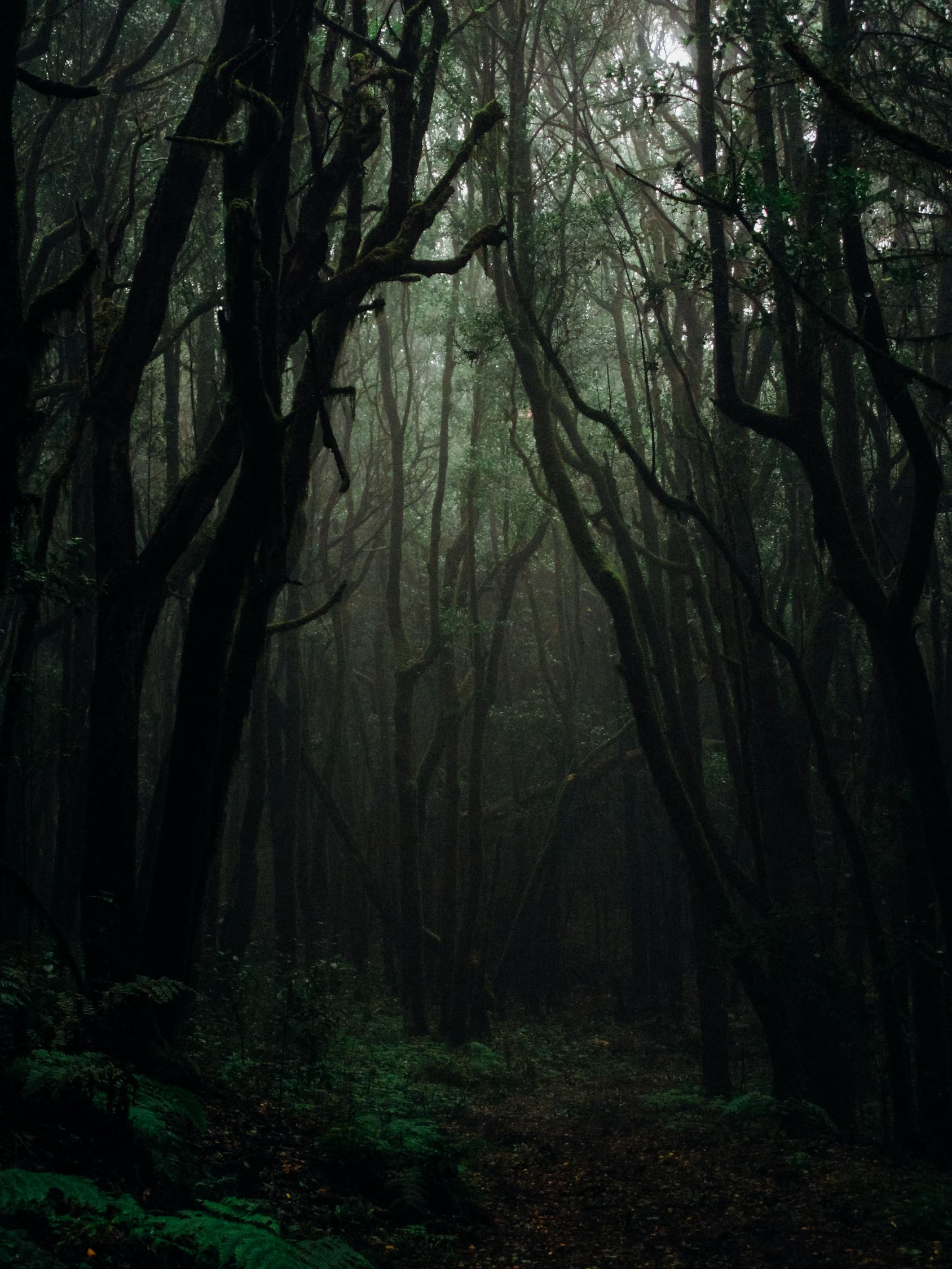 探索伊基托斯：亚马逊雨林中的隐秘天堂，体验便捷的雨林冒险与历史文化之旅