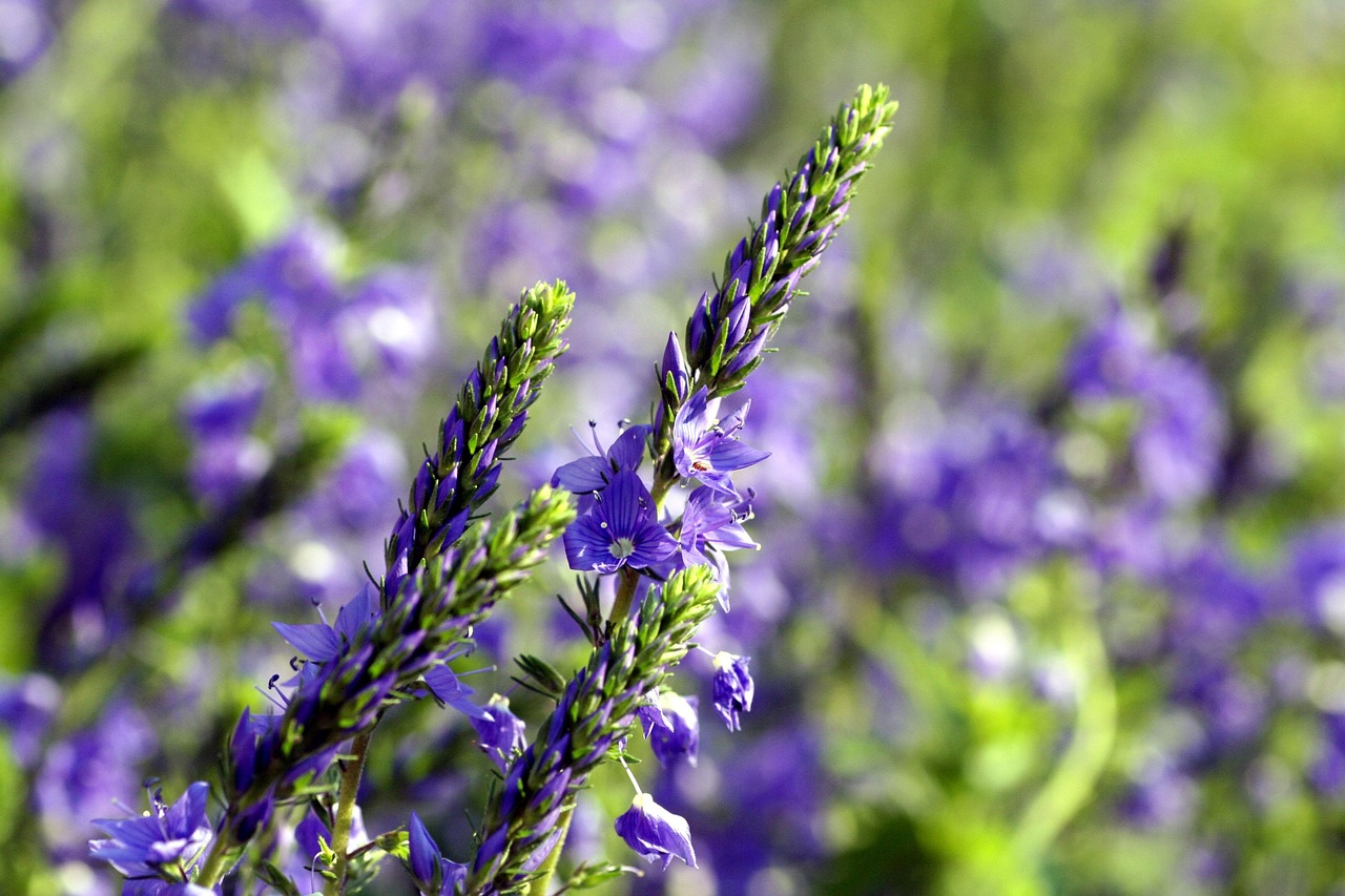 普罗旺斯旅游攻略：最佳季节、薰衣草观赏、景点美食全解析，轻松规划完美南法之旅