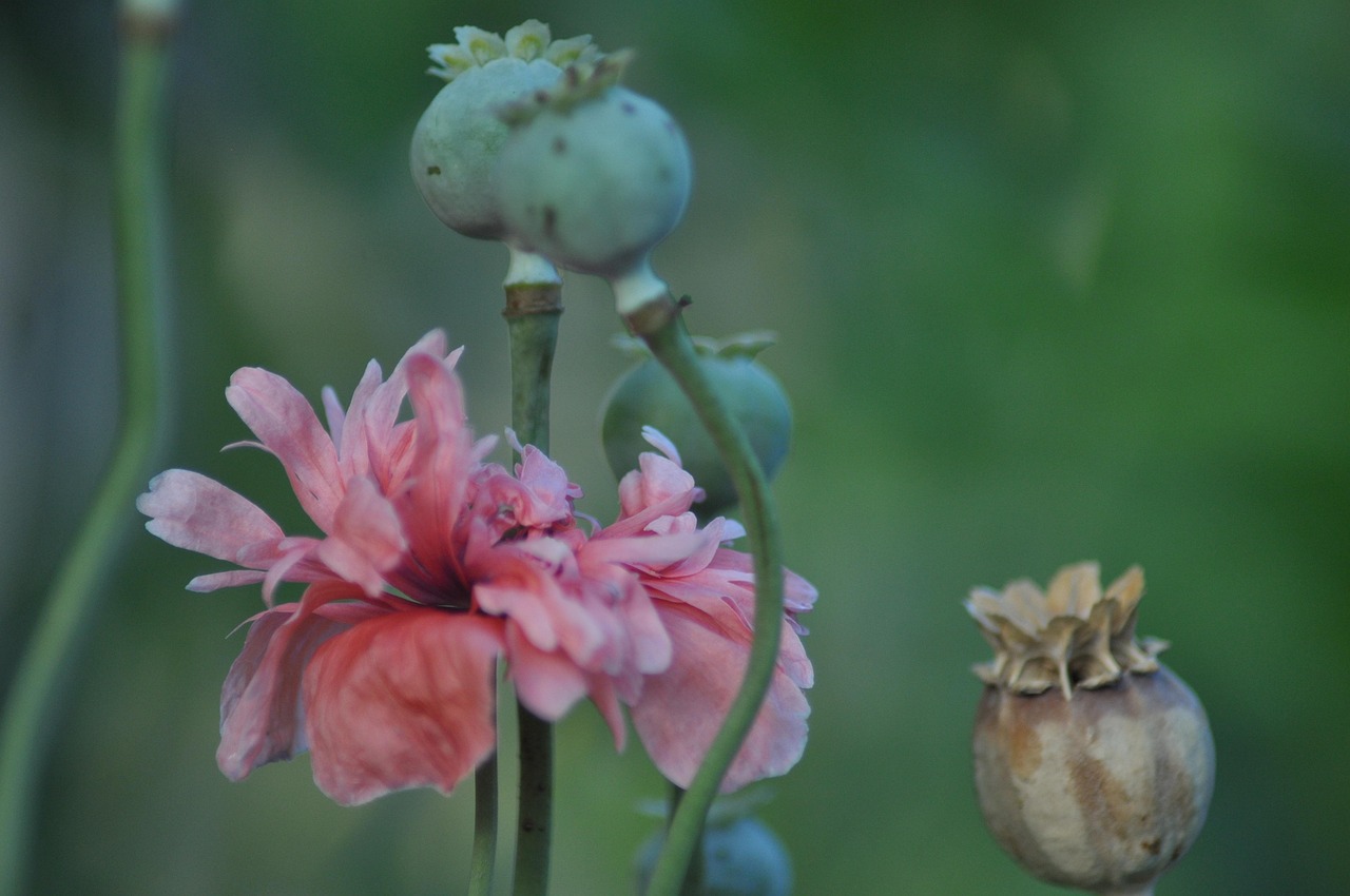 六月开什么花？揭秘夏季花园盛开的耐热花卉与养护秘诀