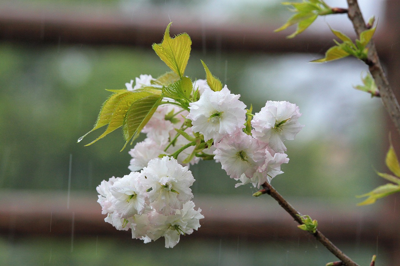 秋丛绕舍似陶家：元稹《菊花》全诗解析与唐代咏菊诗文化内涵解读