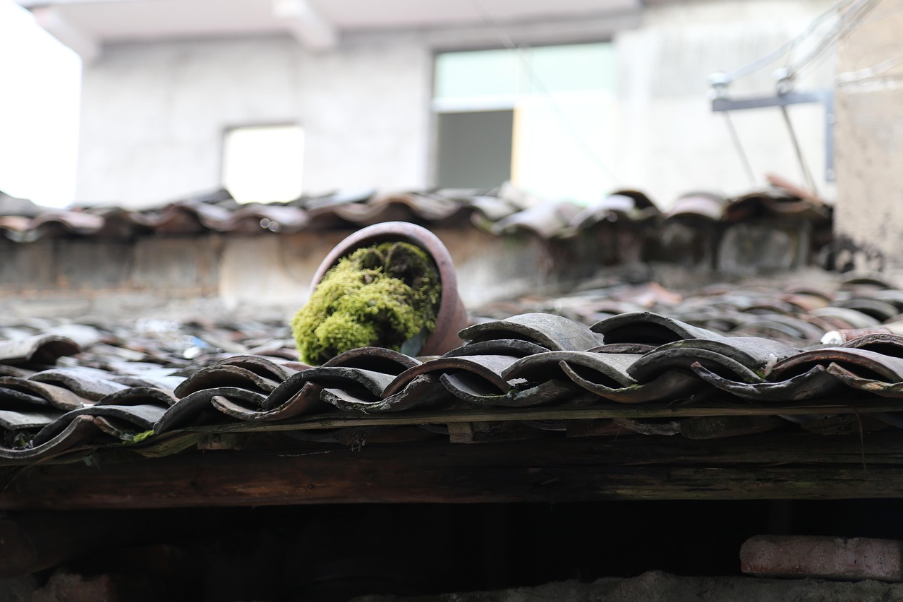 甪直古镇旅游攻略：探索江南水乡文化，体验悠闲慢生活