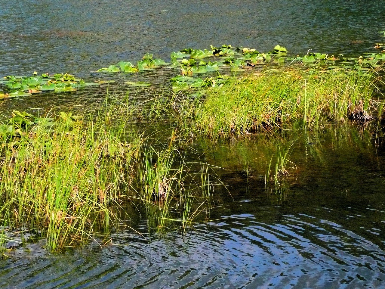 长沙洋湖湿地公园游玩全攻略：交通便利、四季美景、亲子情侣路线及门票优惠