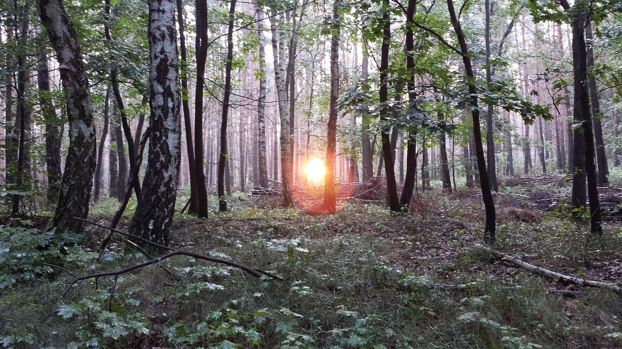 银瓶山森林公园游玩全攻略：轻松登顶观三城美景，解锁天然氧吧避暑秘境