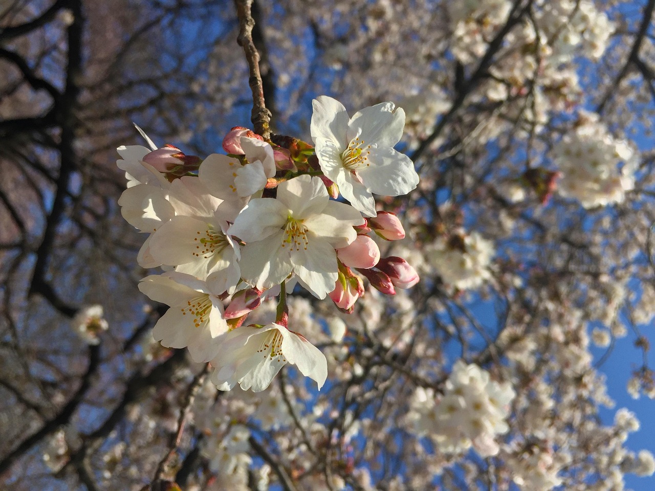 三月开什么花？玉兰、樱花、山茶花等耐寒花卉观赏指南，带你拥抱春日便捷赏花乐趣