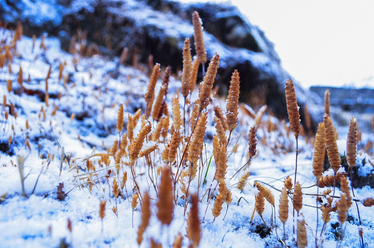 亚布力天气预报：精准预测助你滑雪无忧，避开极端天气享受冰雪乐趣