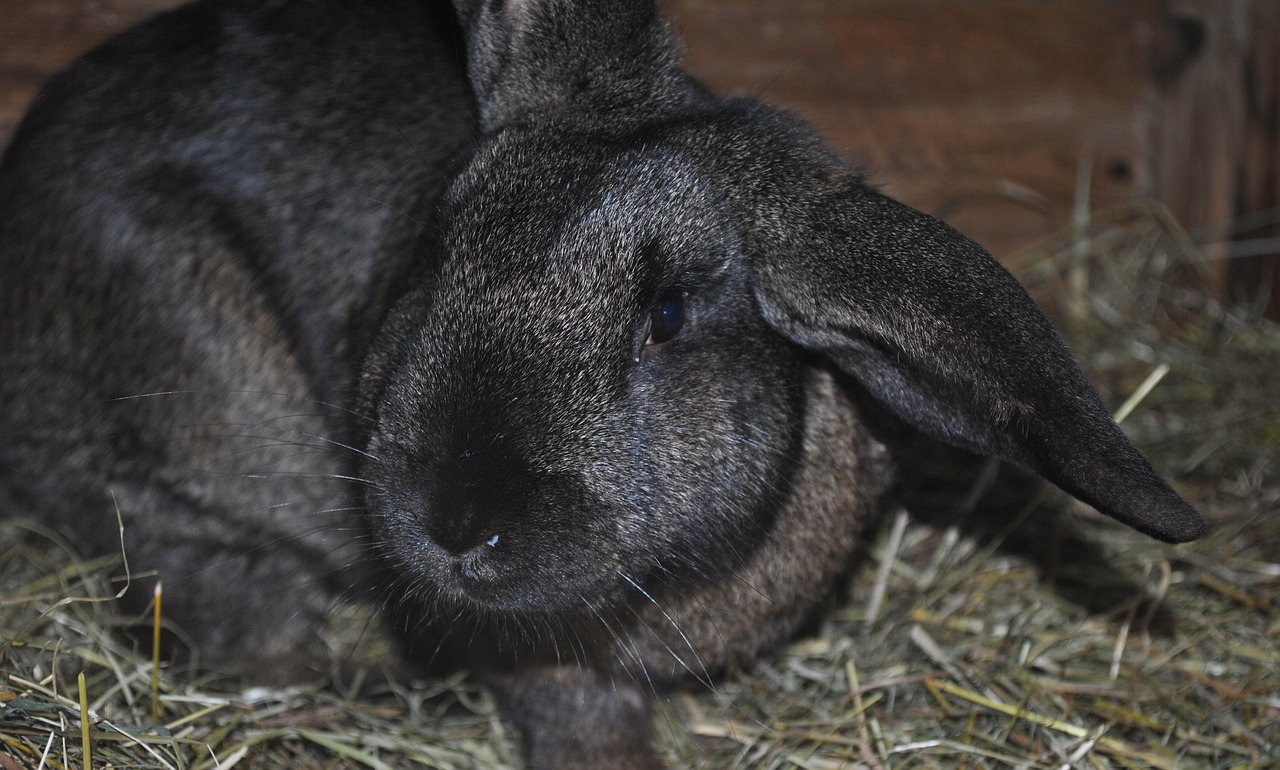 世界上最大的兔子:揭秘大陆巨兔的饲养秘诀与市场前景,轻松养好你的毛茸茸巨人