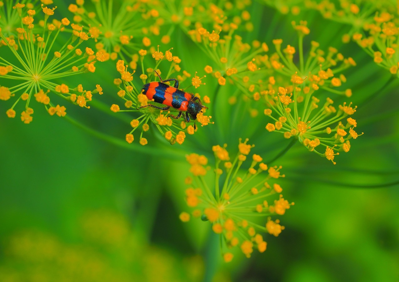白露是什么意思？揭秘节气奥秘，轻松掌握养生技巧与习俗